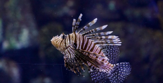 Atlantis Aquarium