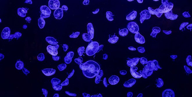 Atlantis Aquarium