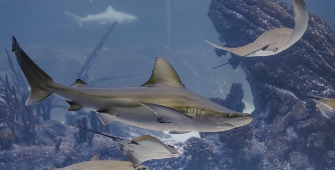Atlantis Aquarium
