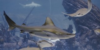 Atlantis Aquarium