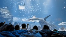 Durmiendo entre tiburones. Atlantis Aquarium
