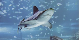Atlantis Aquarium Madrid