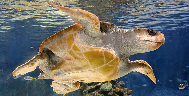 Atlantis Aquarium Madrid