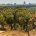 Vista de Madrid desde el Cerro de Garabitas de la Casa de Campo. Foto: Álvaro López del Cerro. © Madrid Destino