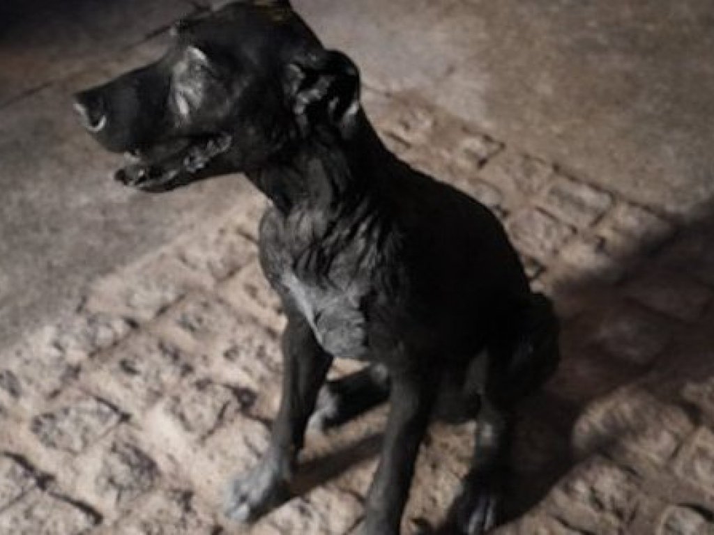 El perro Paco