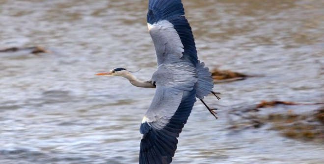 Garza real en el río Manzanares