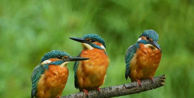 Aves en la Casa de Campo. Martín pescador común (Alcedo atthis)