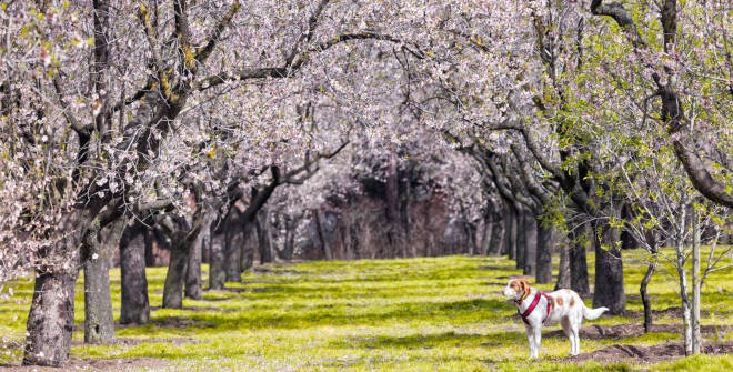 Almendros en la Quinta de los Molinos
