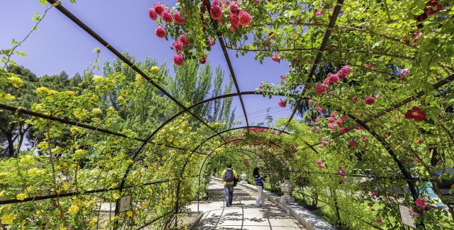 Rosaleda del Parque del Oeste.jpg