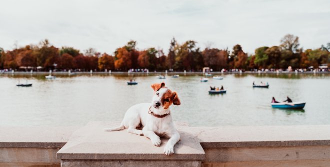 Viajar con perro a Madrid