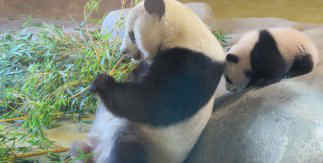 Los pandas Hua Zui Ba y su hija Chulina / Zoo Aquarium de Madrid